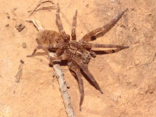 Zoropsis sp.